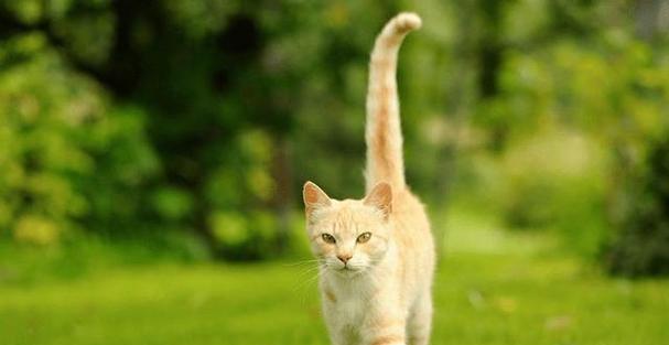 揭秘小猫翘尾巴的真相（探究小猫尾巴的神秘世界）