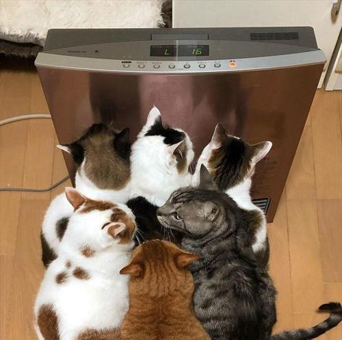 小猫热死了，该怎么办（宠物热死的应急处理方法及预防措施）