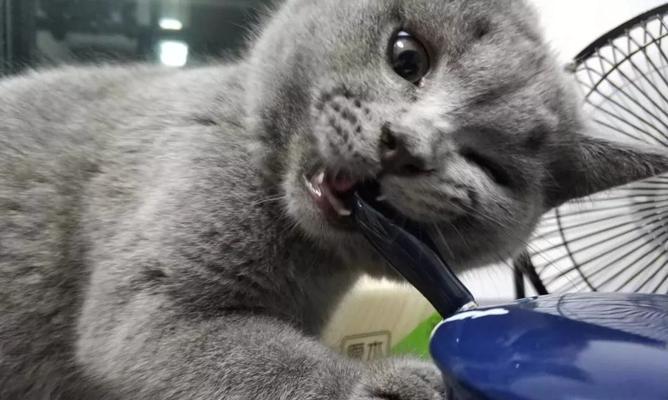小猫热死了，该怎么办（宠物热死的应急处理方法及预防措施）