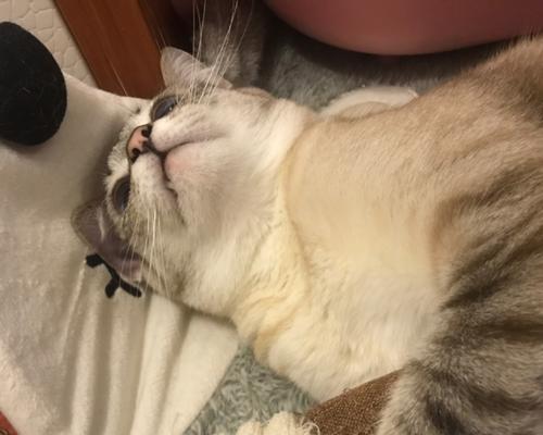 小猫扔了多久回来（宠物走失的心情故事）