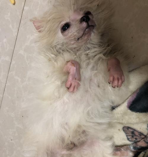 小猫易患皮肤病，你需要知道的15个问题（宠物爱好者必看）