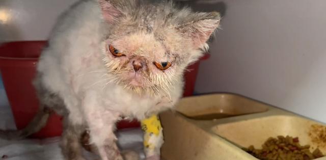 小猫易患皮肤病，你需要知道的15个问题（宠物爱好者必看）
