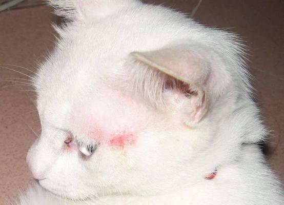宠物小猫如何预防皮肤病（从饮食到环境）