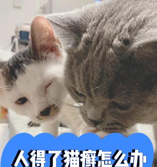 晒太阳是猫藓宠物保健的良方（小猫晒太阳）
