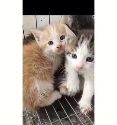小猫生猫如何顺利搬家（宠物家庭搬家）