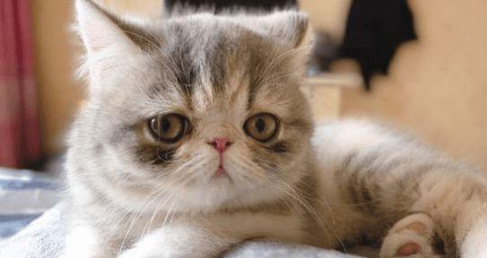 小猫食欲下降，如何安心应对（天热睡眠增加）
