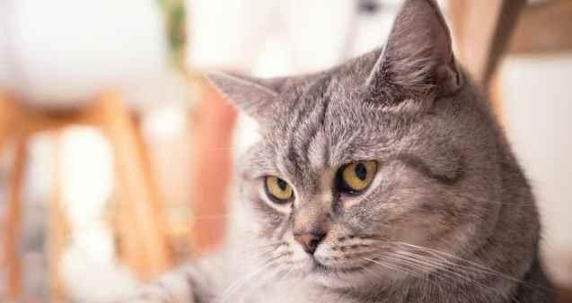 小猫吃猫粮的适宜年龄及注意事项（了解小猫成长需谨慎选择猫粮）