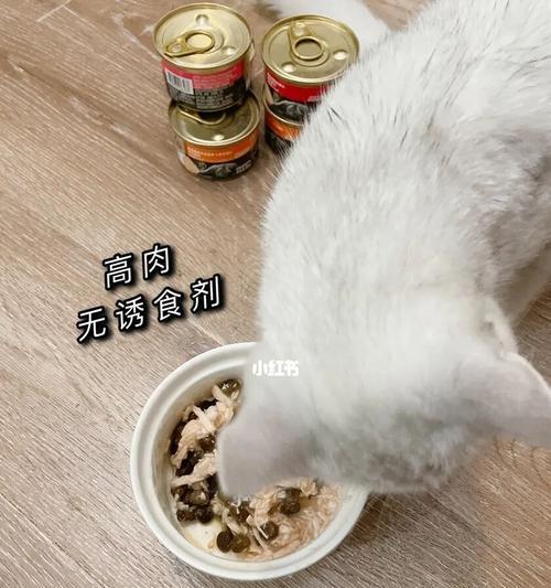 小猫吃猫粮的适宜年龄及注意事项（了解小猫成长需谨慎选择猫粮）