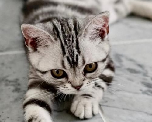 「小猫不吃东西」——宠物养护经验分享（以小猫摔下楼的经历为例）
