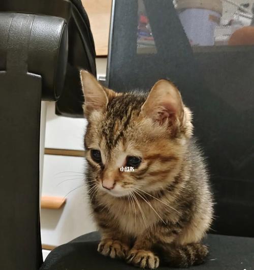 宠物小猫为什么会双眼流水（探究小猫双眼流水的原因和解决方法）