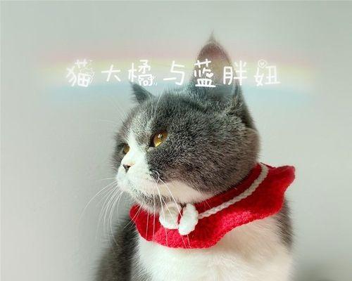 小猫睡脖子的意义（揭开宠物与主人之间的情感奥秘）