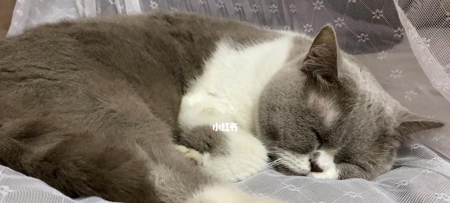 宠物睡眠中的故事（揭开宠物睡眠中的神秘面纱）