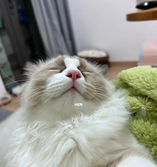 小猫睡觉呼吸急促，原因竟然是……（以宠物为主）