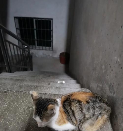 小猫离世，母猫不吃东西（从宠物主人的角度分析母猫拒食行为）
