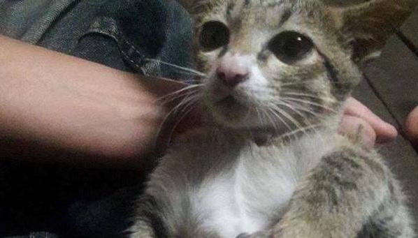 小猫之死——宠物生命的珍贵（以小猫死了有什么忌讳为主题的思考与总结）