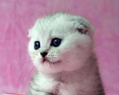 小猫去世的原因（探究宠物猫死亡的可能原因及防范措施）