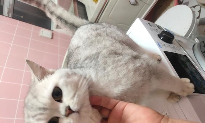 小猫离去，母猫的失落与寻找（一只宠物母猫的心路历程）
