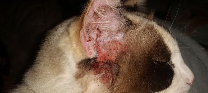 小猫身上的寄生虫，你需要注意些什么
