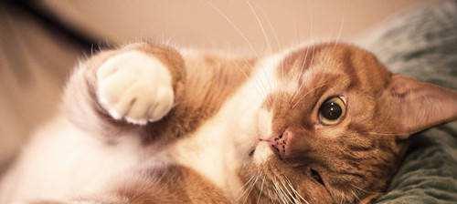 如何保持宠物猫的体温在正常范围（以小猫体温不到38度为例）