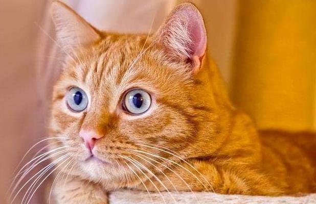 小猫体温偏高的原因（揭开小猫体温偏高的谜底——不容忽视的宠物健康问题）