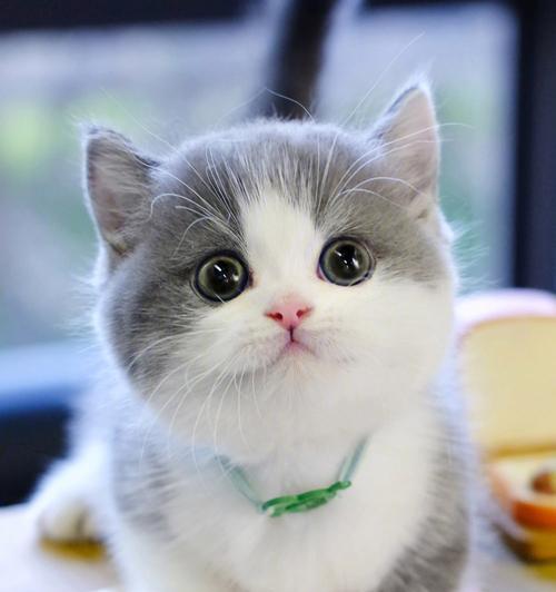 小猫天冷舌头为什么会发白（探究寒冷天气对小猫口腔健康的影响）