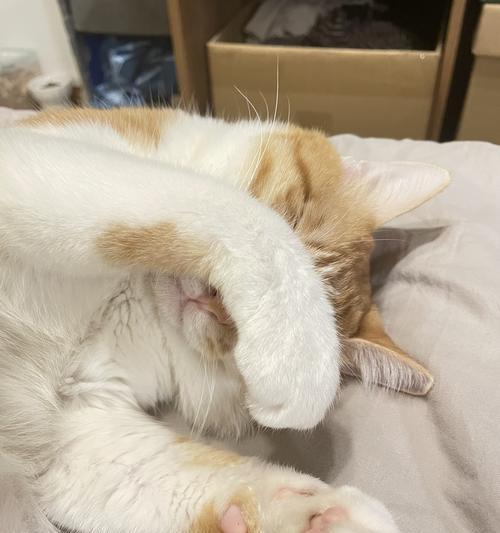 小猫天天粘着我，给我带来的快乐生活（宠物猫的陪伴让我感受到了无限的温暖和幸福）