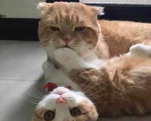 小猫天天粘着我，给我带来的快乐生活（宠物猫的陪伴让我感受到了无限的温暖和幸福）