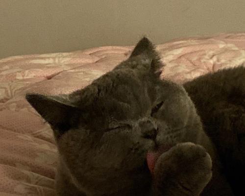 小猫的优雅舔爪子姿势（揭秘宠物猫喜欢舔爪子的原因）