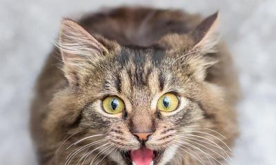 小猫痛苦的叫声（探寻宠物的健康需求与行为表现）
