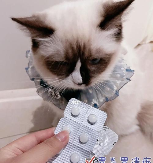 小猫吐黄水白沫，宠物主人必看（了解小猫吐黄水白沫的原因及处理方法）