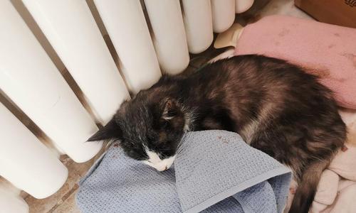 小猫吐黄水治疗及预防方法详解（宠物的健康大事小情）
