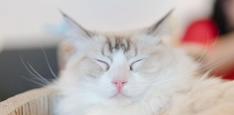 猫咪睡前，温度要注意（了解猫咪的正常体温）
