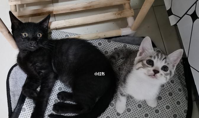 小猫夜晚不停叫，让人困扰的原因与解决方法（如何让宠物小猫安静入眠）