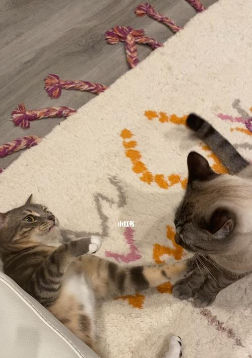 小猫为何会打架（探秘宠物世界中的争斗与和谐）