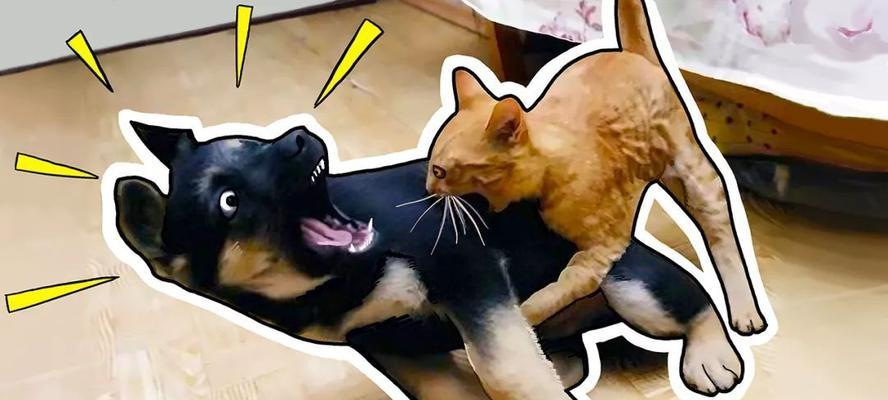 小猫为何会打架（探秘宠物世界中的争斗与和谐）