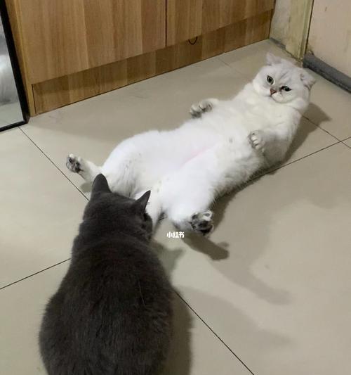 宠物小猫为什么会出现肚子大的情况（了解小猫肚子大的原因及对策）