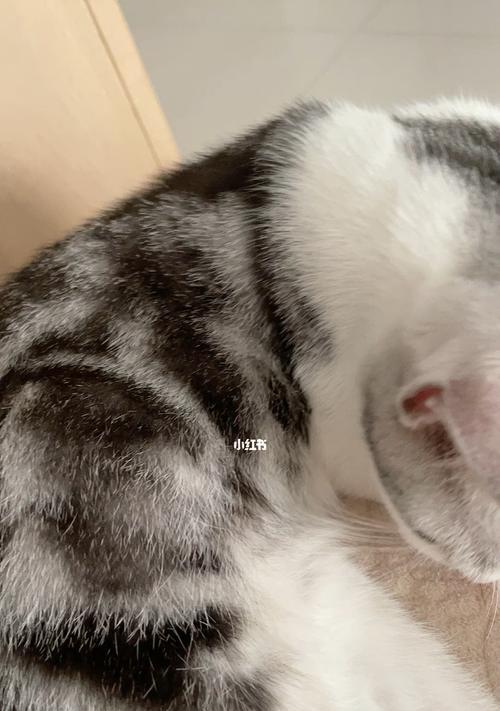 小猫为什么肚子鼓鼓（探究宠物小猫肚子鼓鼓的原因及解决方法）