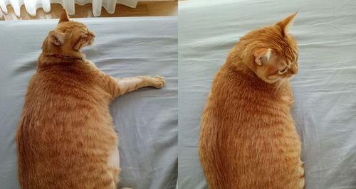 小猫为什么肚子鼓鼓（探究宠物小猫肚子鼓鼓的原因及解决方法）