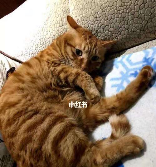 小猫为何肚子特别大（探究宠物猫肚子大的原因）