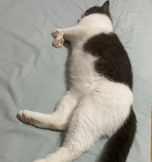 小猫为何肚子特别大（探究宠物猫肚子大的原因）