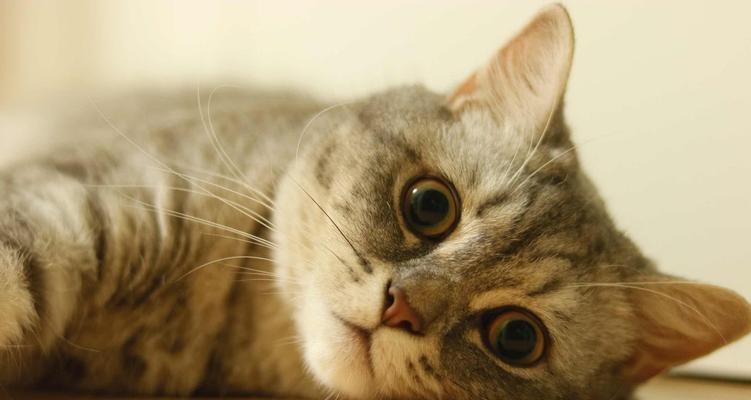 宠物猫为什么叫声越来越弱（探究宠物猫叫声变弱的原因及解决方法）