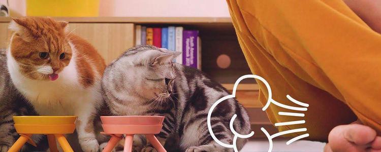 小猫为什么老放屁（探究宠物猫咪放屁的原因及解决方法）