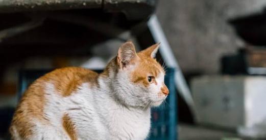 小猫为什么怕冷（探究宠物小猫怕冷的原因）