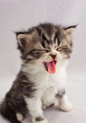 为什么你的宠物猫胃口不好口臭（小猫的胃口与口臭问题详解）