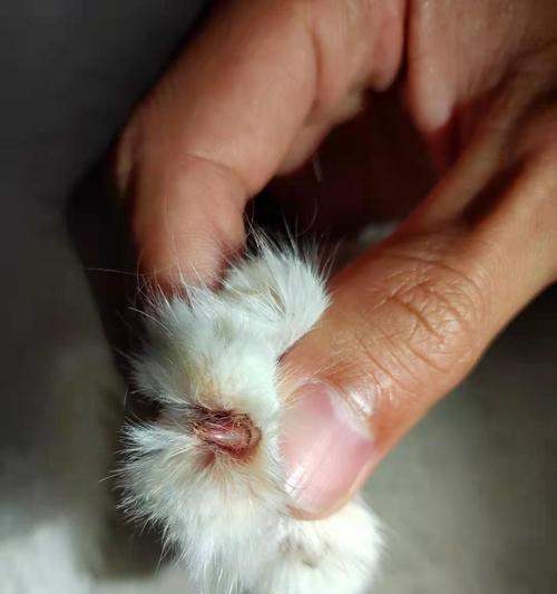 小猫尾巴受伤应急处理指南（宠物主人必备的救急技能）