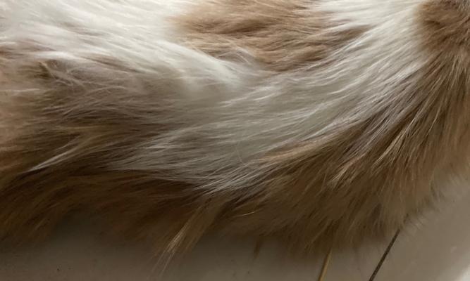 小猫尾巴脱落的原因和应对方法（宠物养护必知）