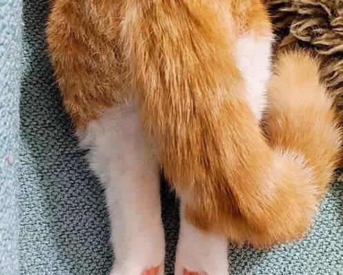 小猫尾巴的摇晃奇妙之谜（揭秘宠物小猫尾巴的神秘语言与情感表达）
