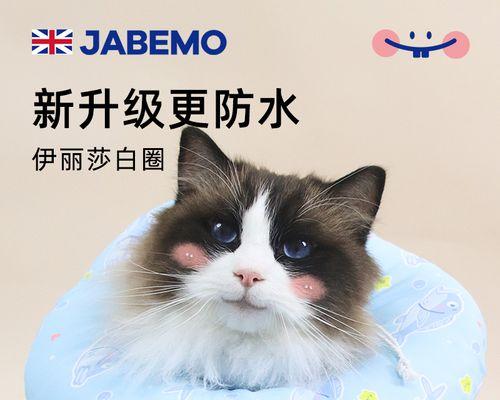 小猫胃病应该怎么治疗（药物治疗是最有效的方法）