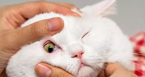 小猫胃病应该怎么治疗（药物治疗是最有效的方法）