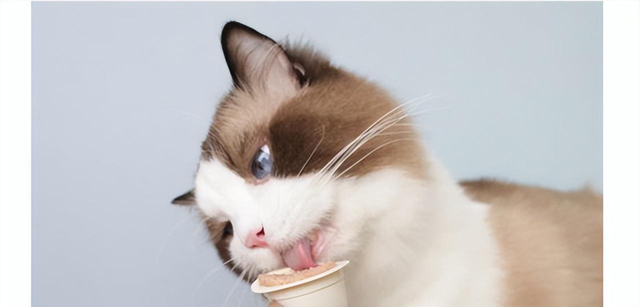 小猫胃病应该怎么治疗（药物治疗是最有效的方法）